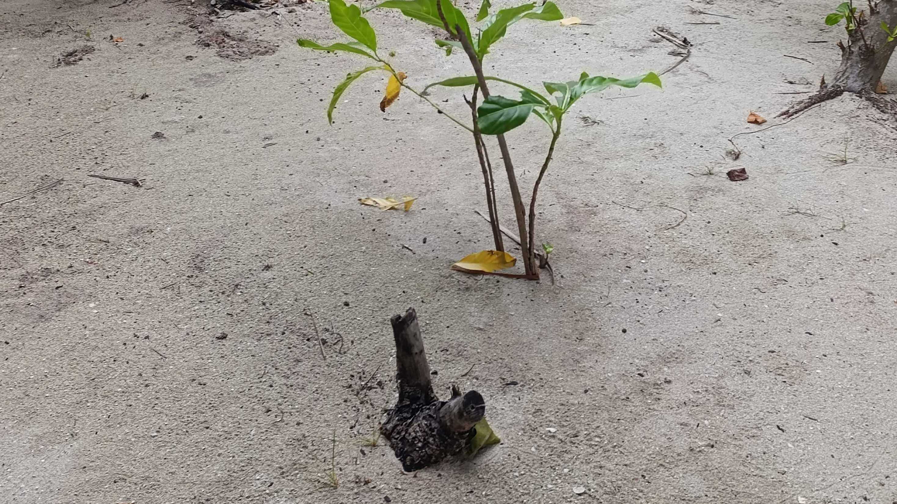 ރަށްވެހި ތުޅާދޫ 